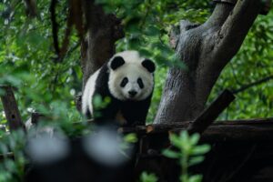 01 – Chengdu – EXACT – Chengdu Panda