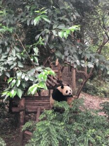 01-chengdu-img-3426