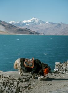 02 – Gyantse route – Yamdrok EXACT – Yamdrok Lake and Yak