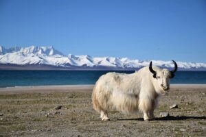 06 – Namtso Lake Damxung – EXACT – Namtso Lake, 2