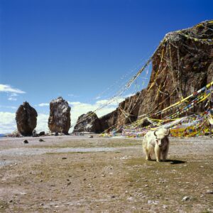 10 – Damxung Namtso Lake – EXACT – Namtso Lake and yak