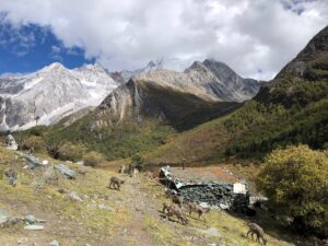 18-daocheng-yading-img-2239