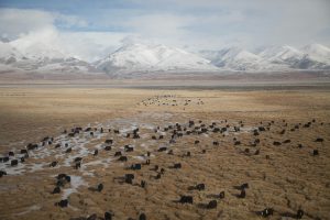 Yaks in Qinghai